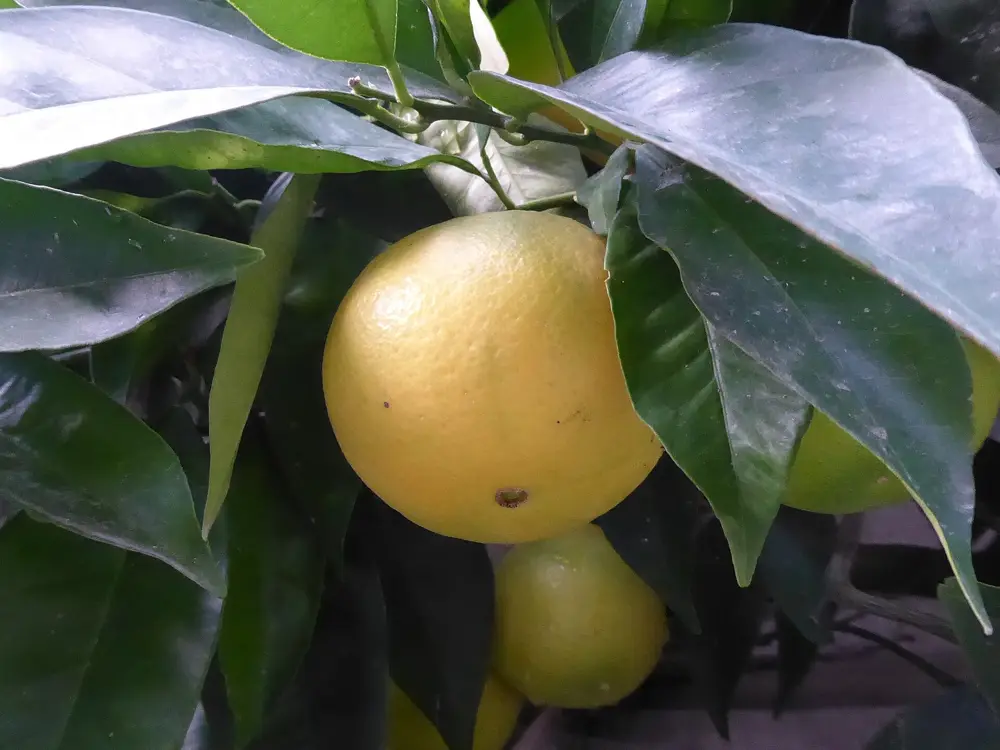 Ripe oranges hanging on an orange tree