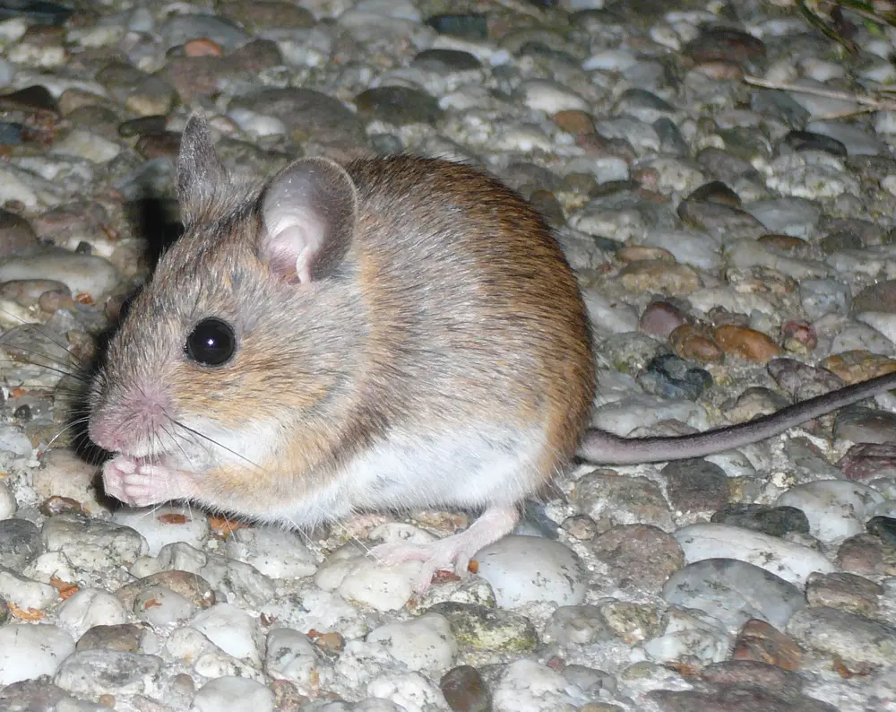 A house mouse holding a walnut