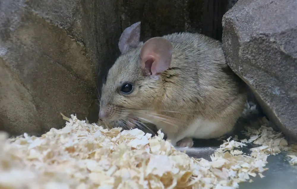 A white-throated woodrat, one of the pack rats found in the Arizona desert