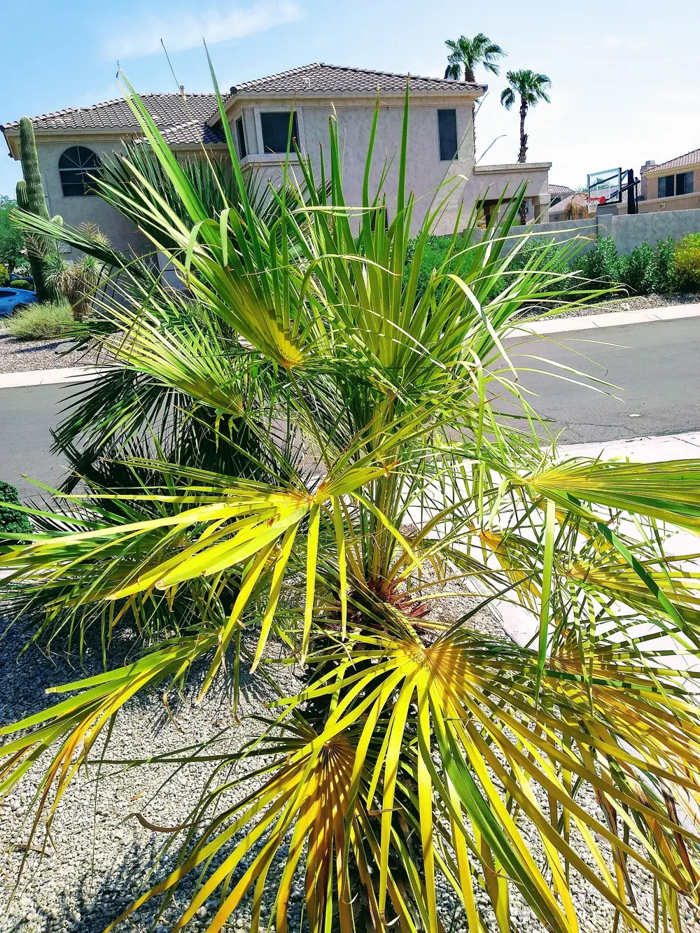A tall palm tree in Phoenix, Arizona