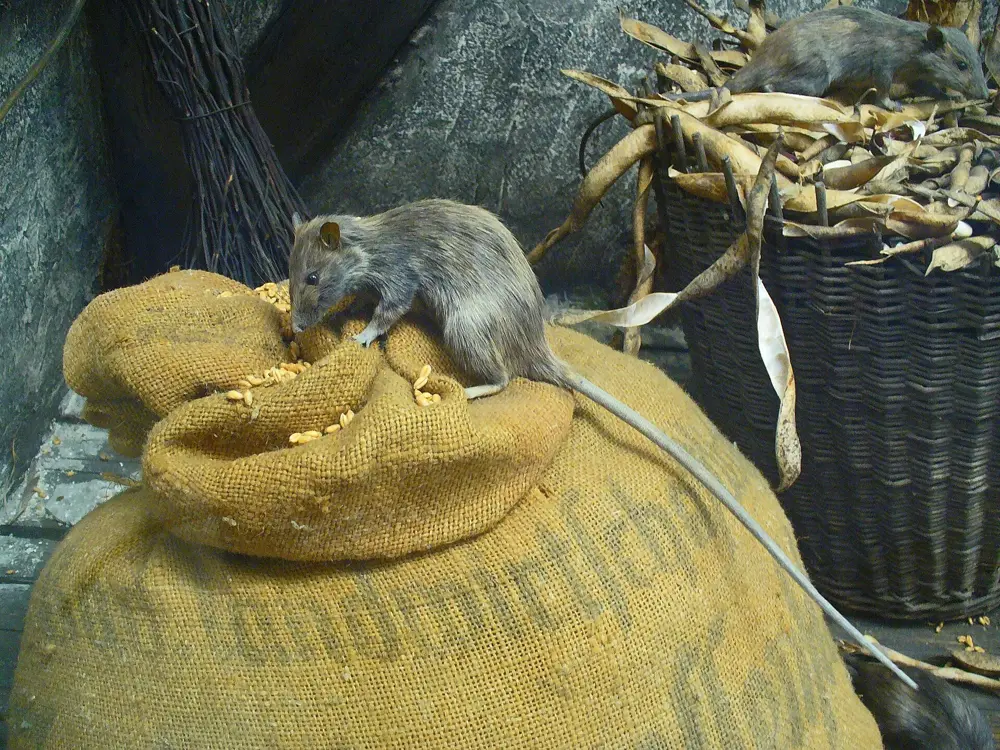 A roof rat, the slim climbing rat behind most Phoenix attic calls